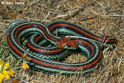A colorful garter snake with black, red, and blue stripes is coiled on dry grass.
