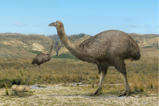 Two large, flightless birds in a grassy landscape with hills, near a nest with three large eggs.