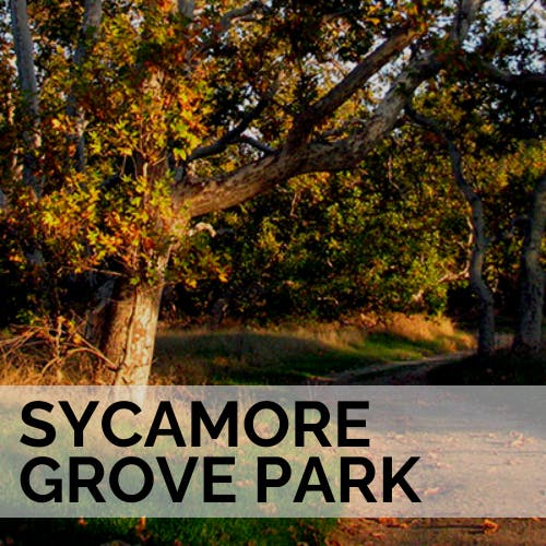 A tree at Sycamore Grove Park with text overlay.
