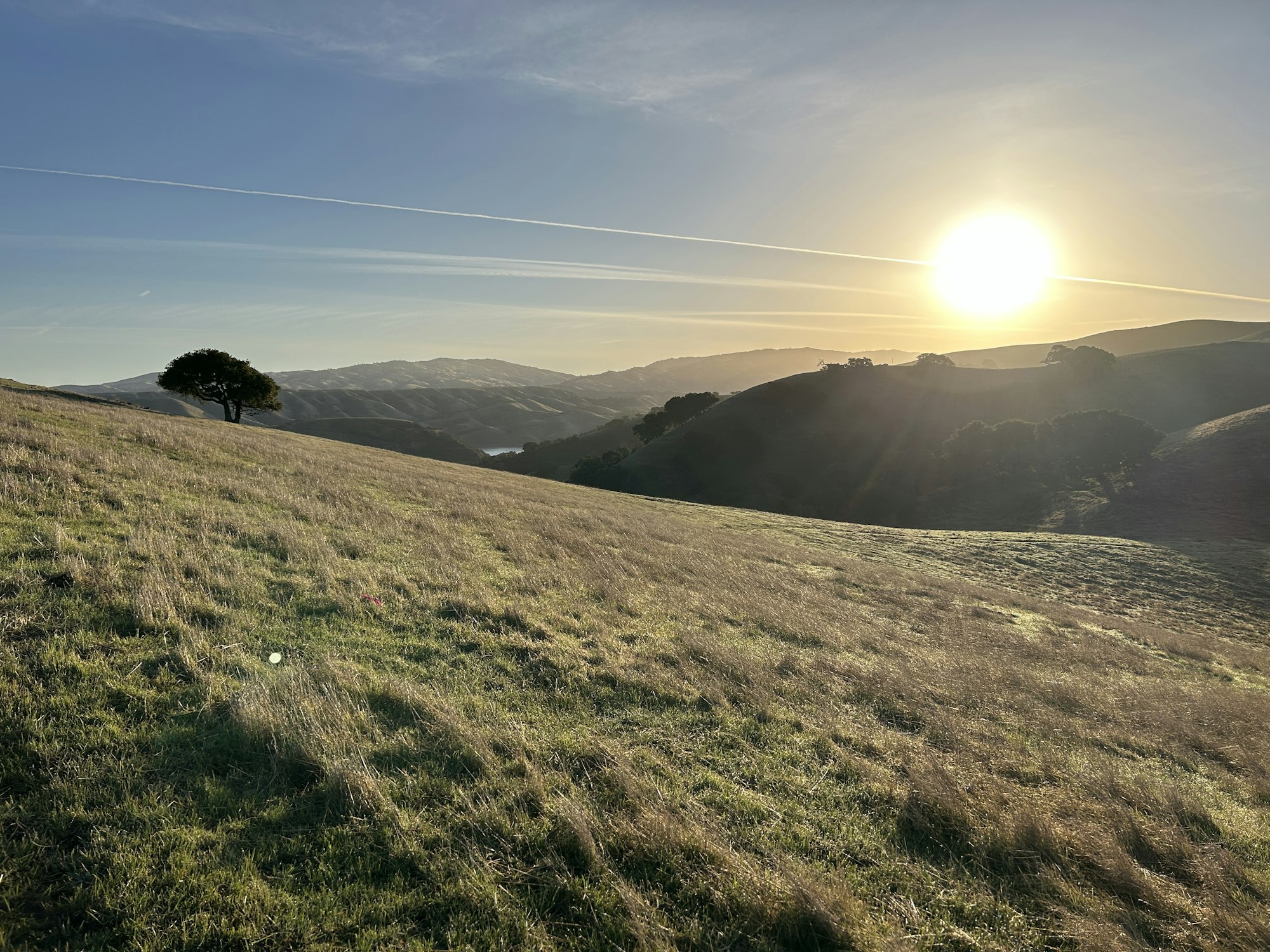 A lone tree on a grassy hillside with the sun setting over distant hills, under a clear sky with contrails.