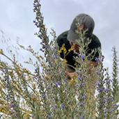 Vinegarweed at the park