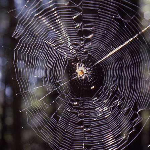 A close-up view of a spider web, showcasing its intricate patterns and structure against a blurred natural background.