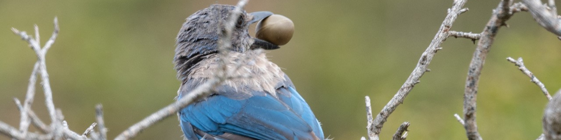 Acorn-wielding bluebird perched on a branch.