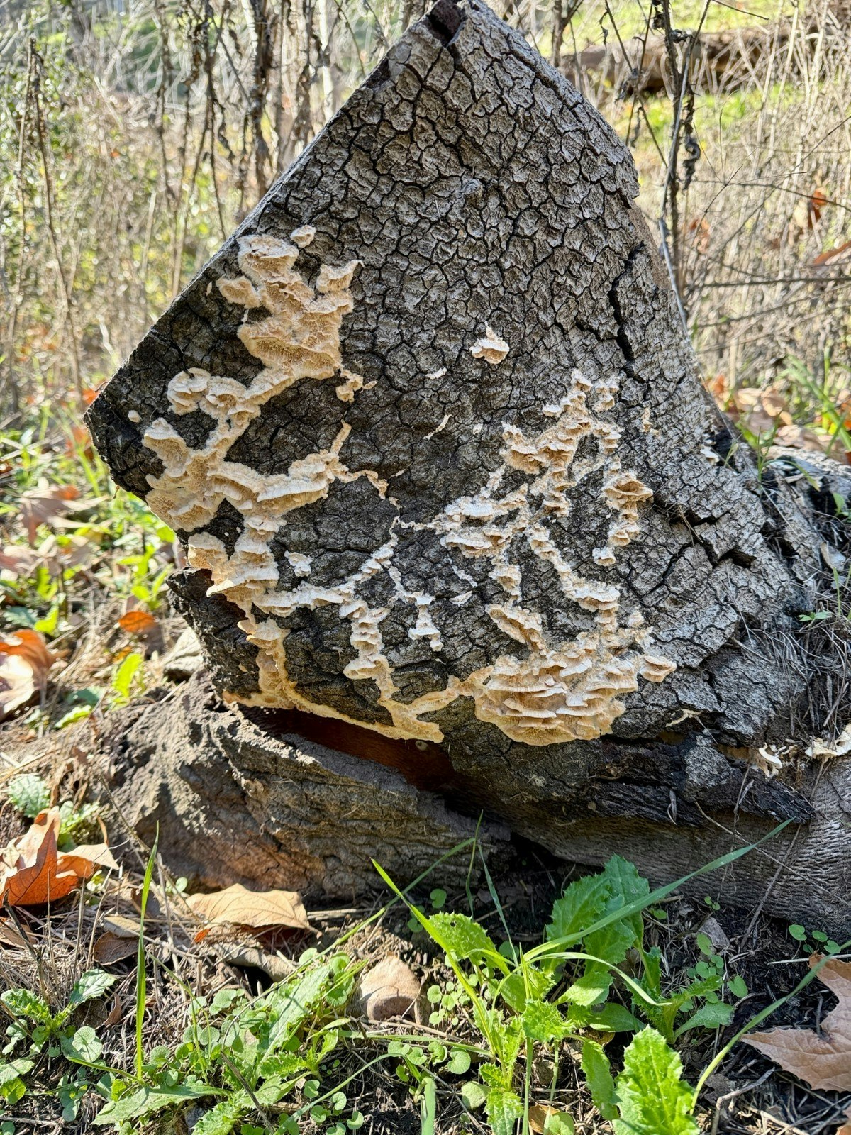 A tree stump with patches of lichen or fungi growing on it, surrounded by grass and leaves.