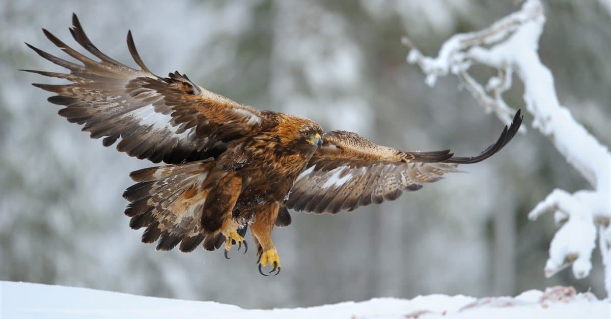 May contain: animal, bird, beak, and hawk