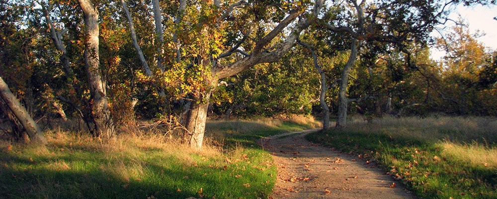 A winding path through a peaceful forest, surrounded by trees and golden foliage, creating a tranquil natural scene.