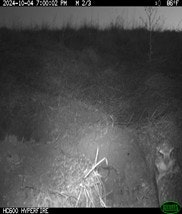 The image shows a dimly lit landscape, likely taken by a wildlife camera, featuring vegetation and possibly an animal in the scene.