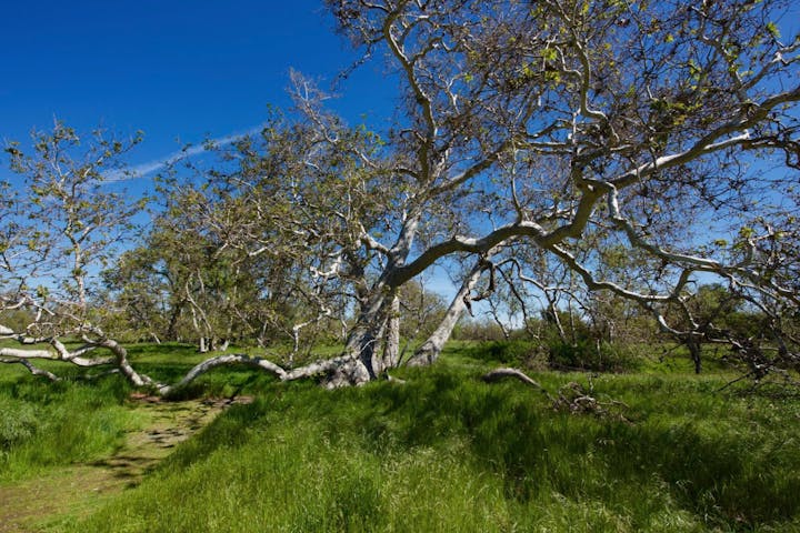 A gnarled tree amidst a lush green field under a clear blue sky.