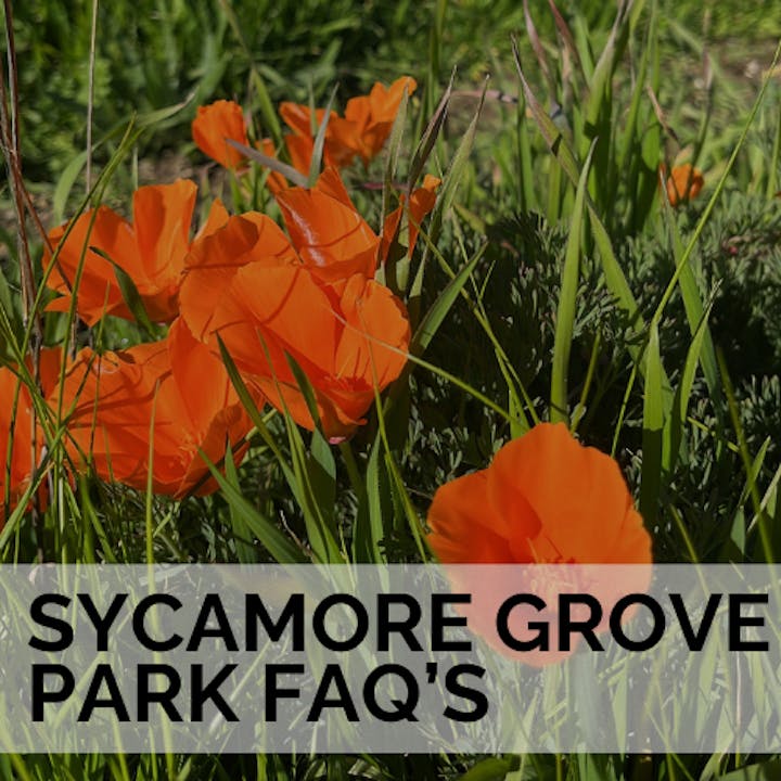 Vibrant orange poppies in sunlight with text overlay "SYCAMORE GROVE PARK FAQ'S"
