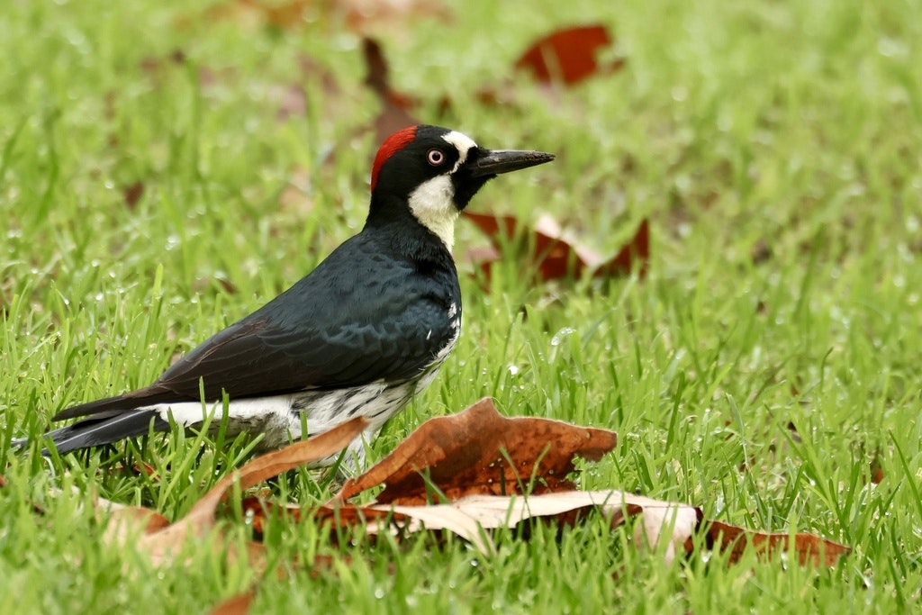 A colorful bird with a red head, black body, and white belly stands on green grass among fallen leaves.