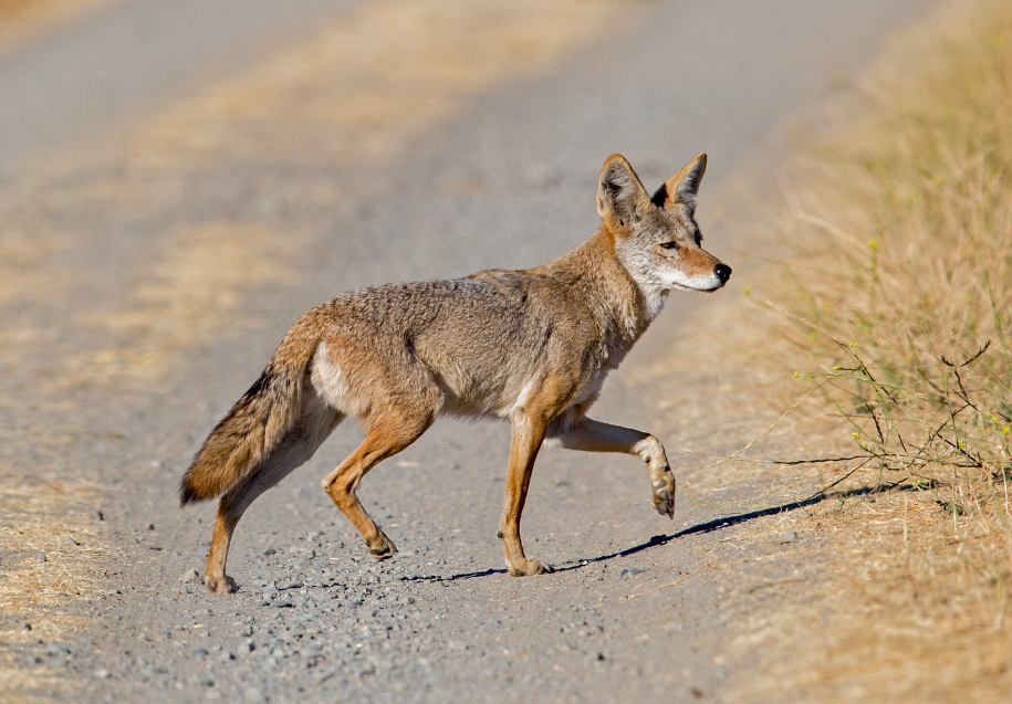 A coyote walking on a dirt road with focused gaze.