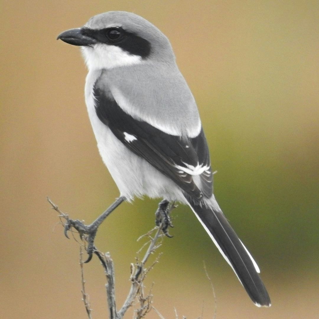 A gray and white bird with a black mask markings perched on a thin branch.