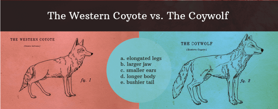 Illustration comparing "The Western Coyote" and "The Coywolf," highlighting differences in legs, jaw, ears, body, and tail.