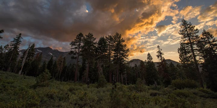 Forest with tall trees at sunset, dramatic clouds and orange sky.