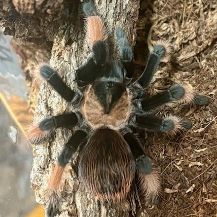 The image shows a large, colorful tarantula resting on a wooden surface, showcasing its unique fur and leg patterns.