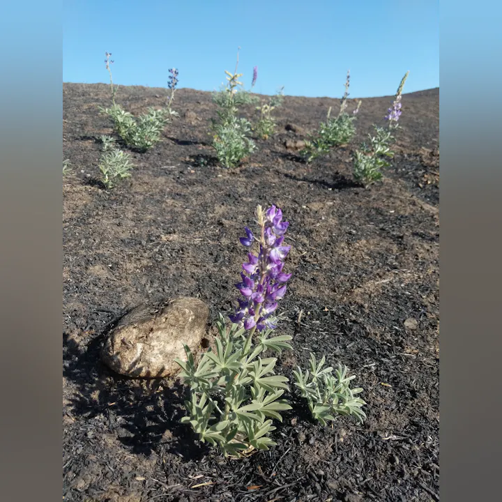 The image shows purple flowers growing in a charred, blackened landscape with a clear blue sky above.