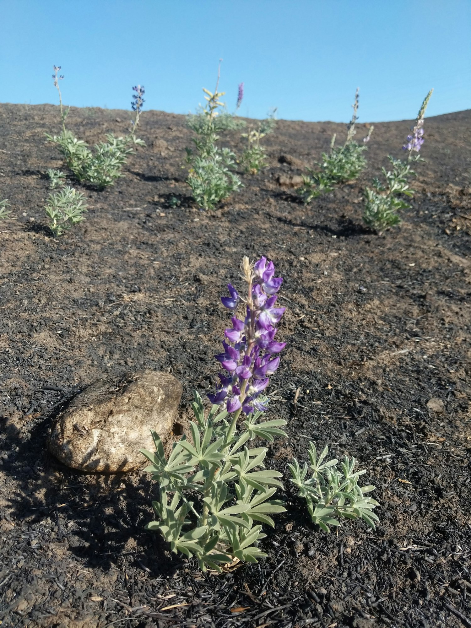 The image shows purple flowers growing in a charred, blackened landscape with a clear blue sky above.