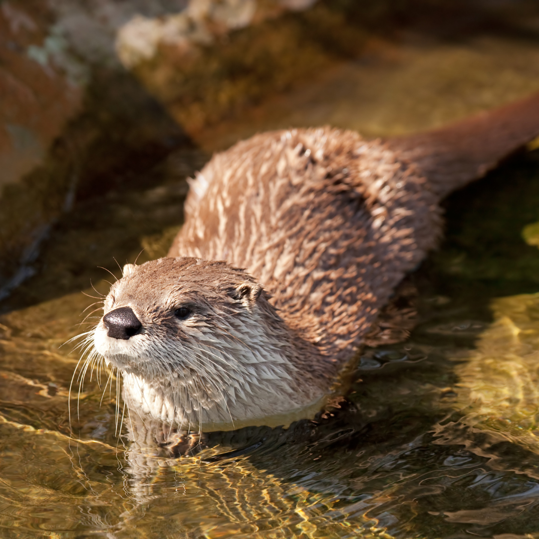 An otter in water with wet fur.