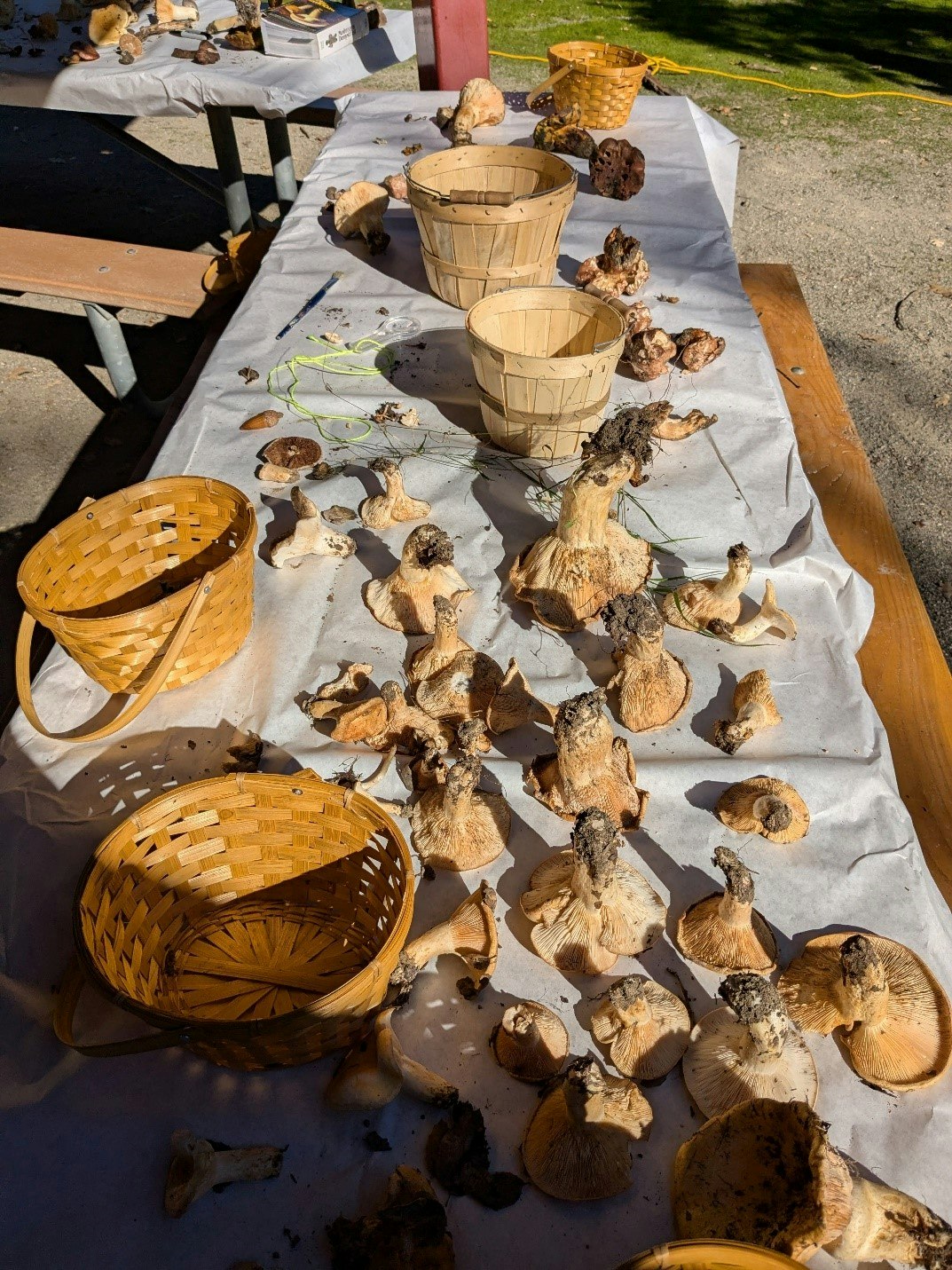 Mushrooms and baskets on a table outdoors.