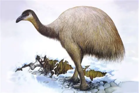 An illustration of a large, extinct flightless bird with a long neck and brown feathers, standing on a snowy landscape.