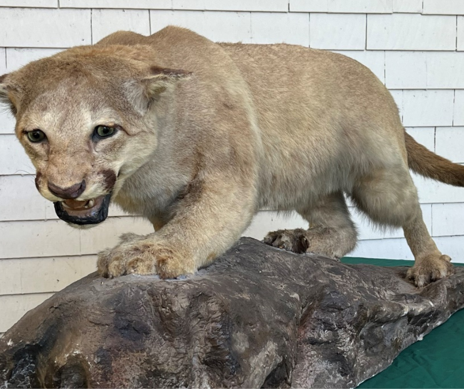 A taxidermy cougar mounted on a log with a snarling expression.