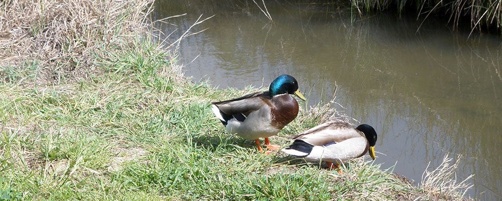 May contain: teal, pond, water, outdoors, nature, mallard, bird, duck, waterfowl, and animal