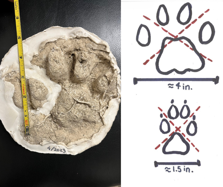 A plaster cast of a paw print next to a drawn comparison with a ruler for scale.