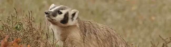 The image features a badger, a small carnivorous mammal known for its distinctive markings and burrowing habits.