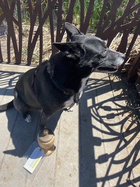 A black dog with a collar sitting next to a metal railing casting shadows, with an object and paper on the ground.
