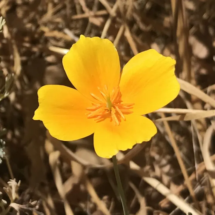 A vibrant yellow flower with five petals, standing out against a backdrop of dry grass.