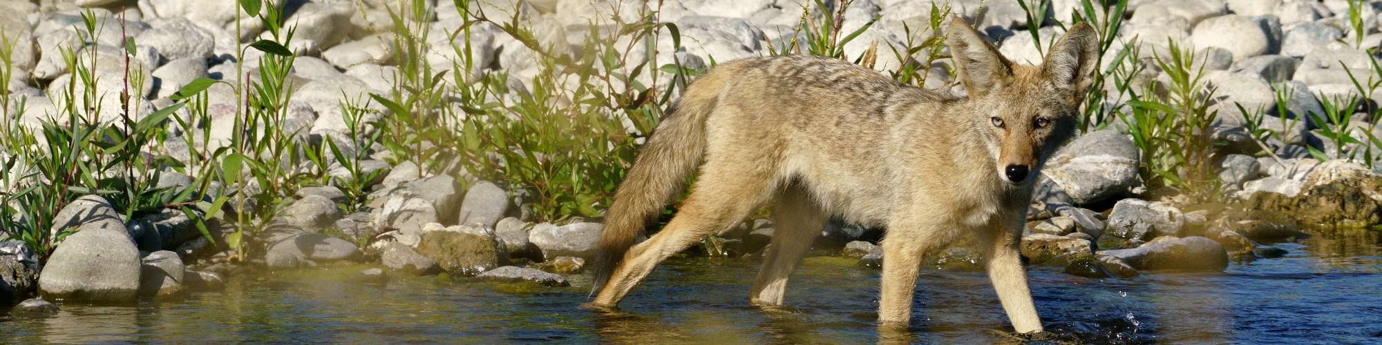 A coyote wading through water amidst rocks and foliage.