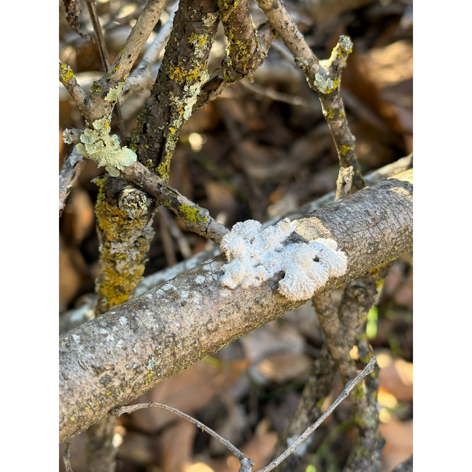 A close-up of tree branches with lichen and moss growing on them, featuring a white fungus.