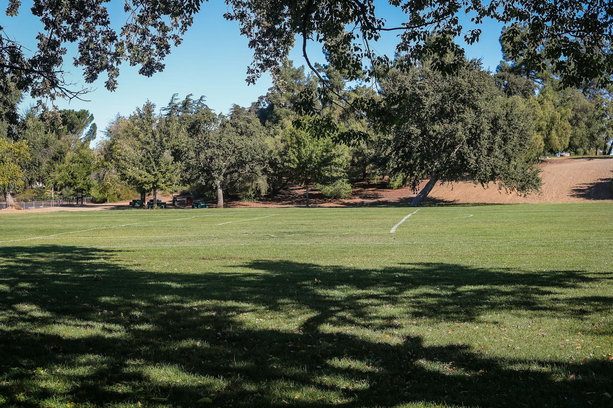 A sunny park with trees, a grassy field with white lines, and shadows from the foliage.