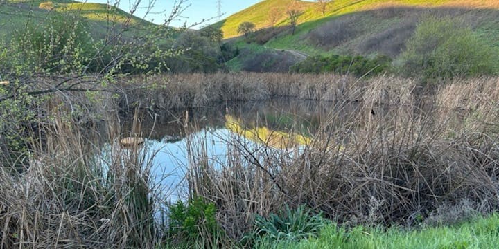 A tranquil landscape featuring a reflective pond surrounded by tall grasses and green hills under a clear sky.