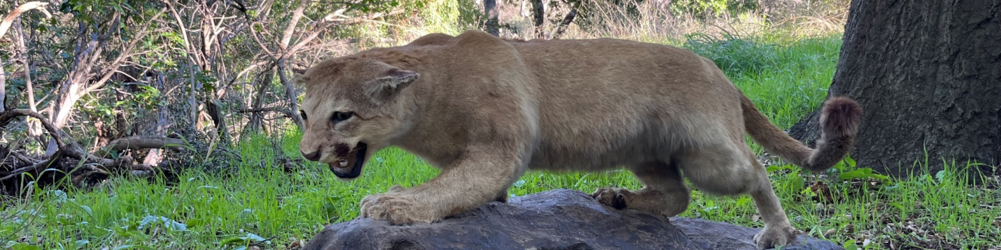 A lioness crouched on a rock amidst greenery.