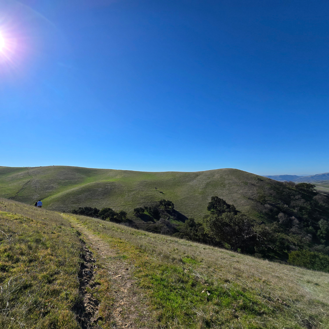 Rolling green hills under a clear blue sky, with the sun shining brightly.