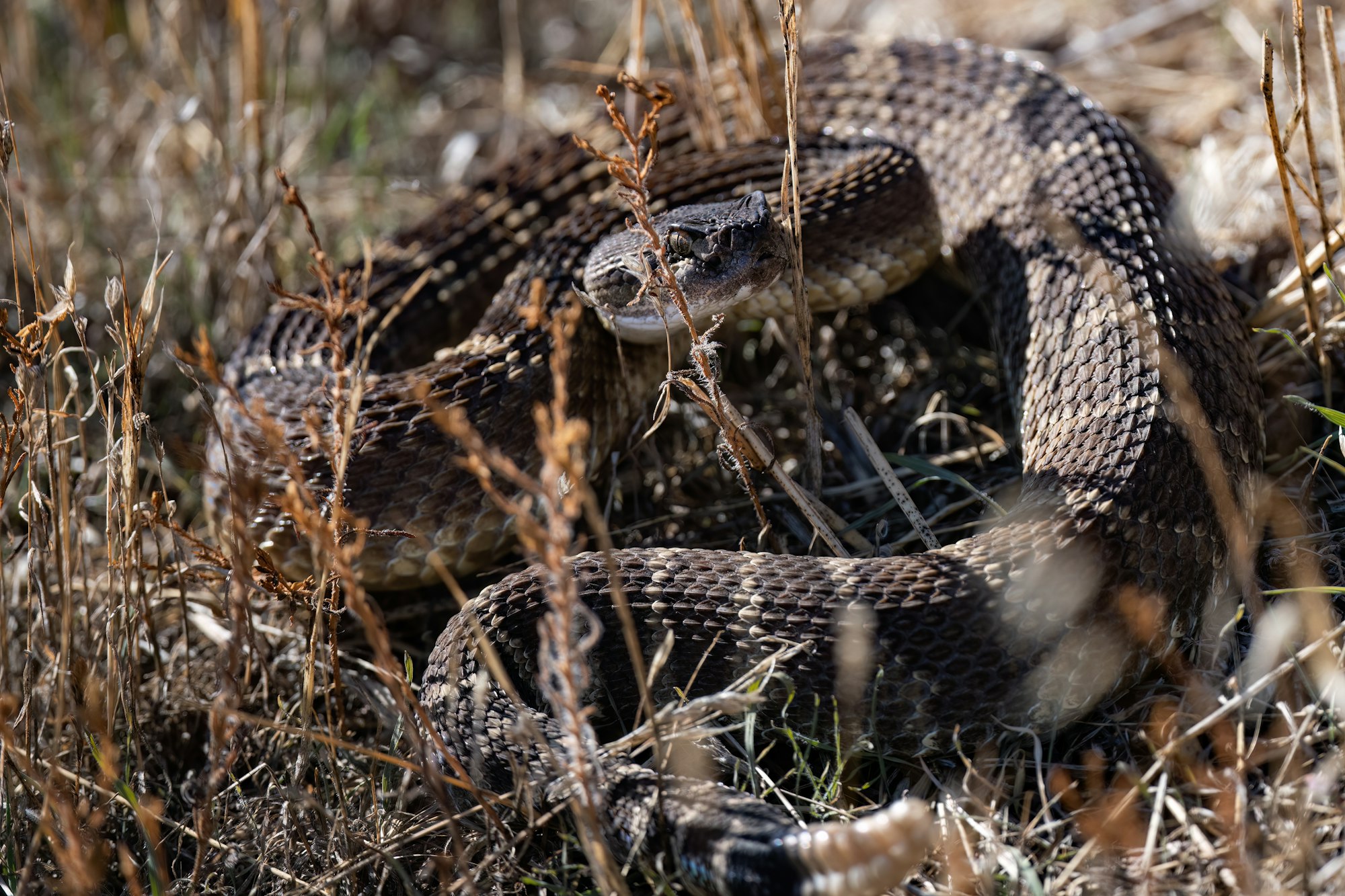 A rattlesnake coiled on the ground among dry grass, camouflaged.