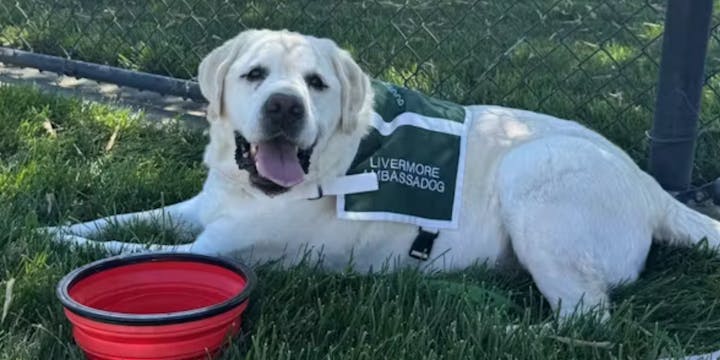 A happy dog in a vest labeled "LIVERMORE AMBASSADOG" lies on grass beside a red water bowl.
