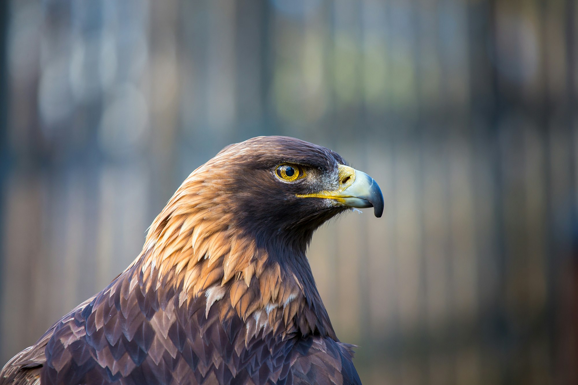 May contain: animal, bird, beak, buzzard, hawk, eagle, and vulture