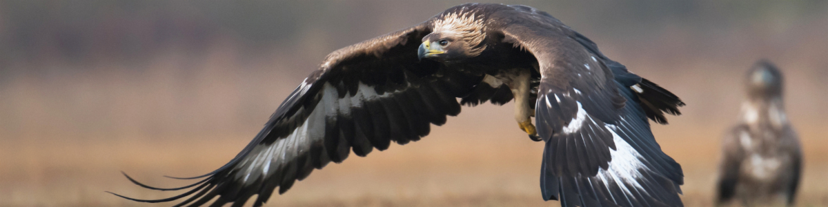May contain: animal, bird, kite bird, vulture, and eagle
