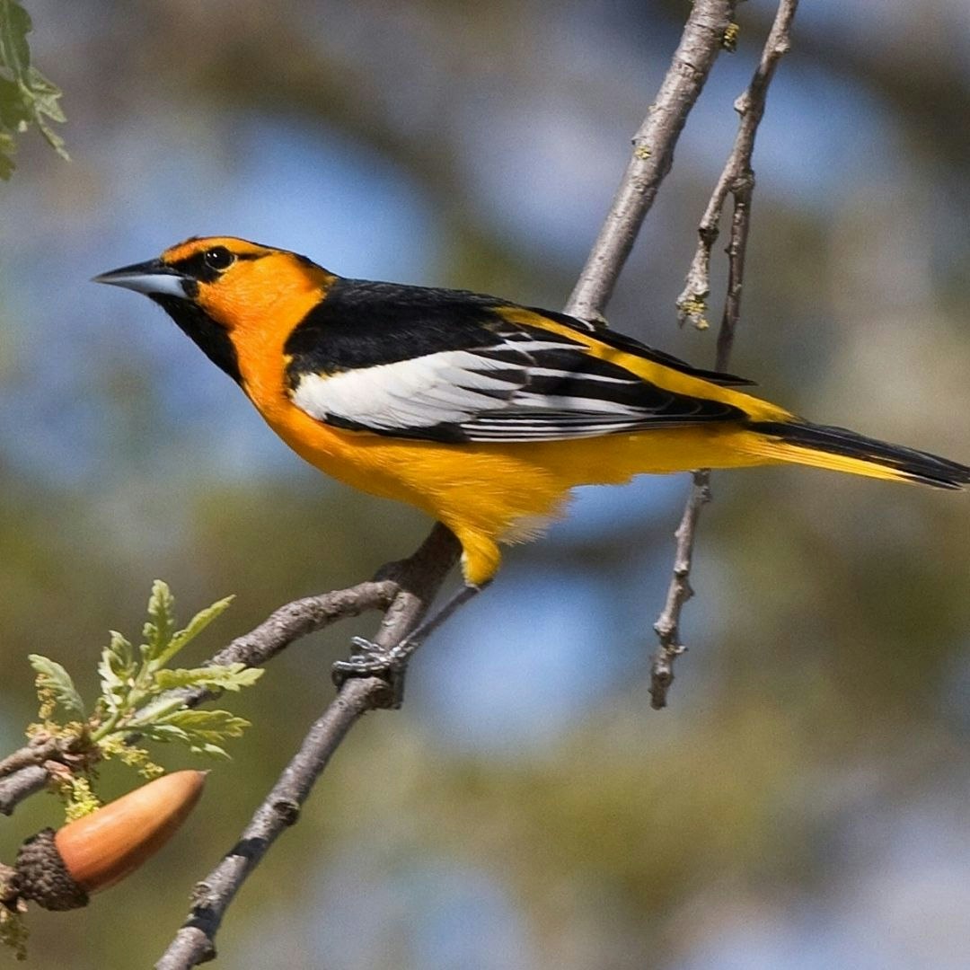 Bright orange and black bird perched on a branch.