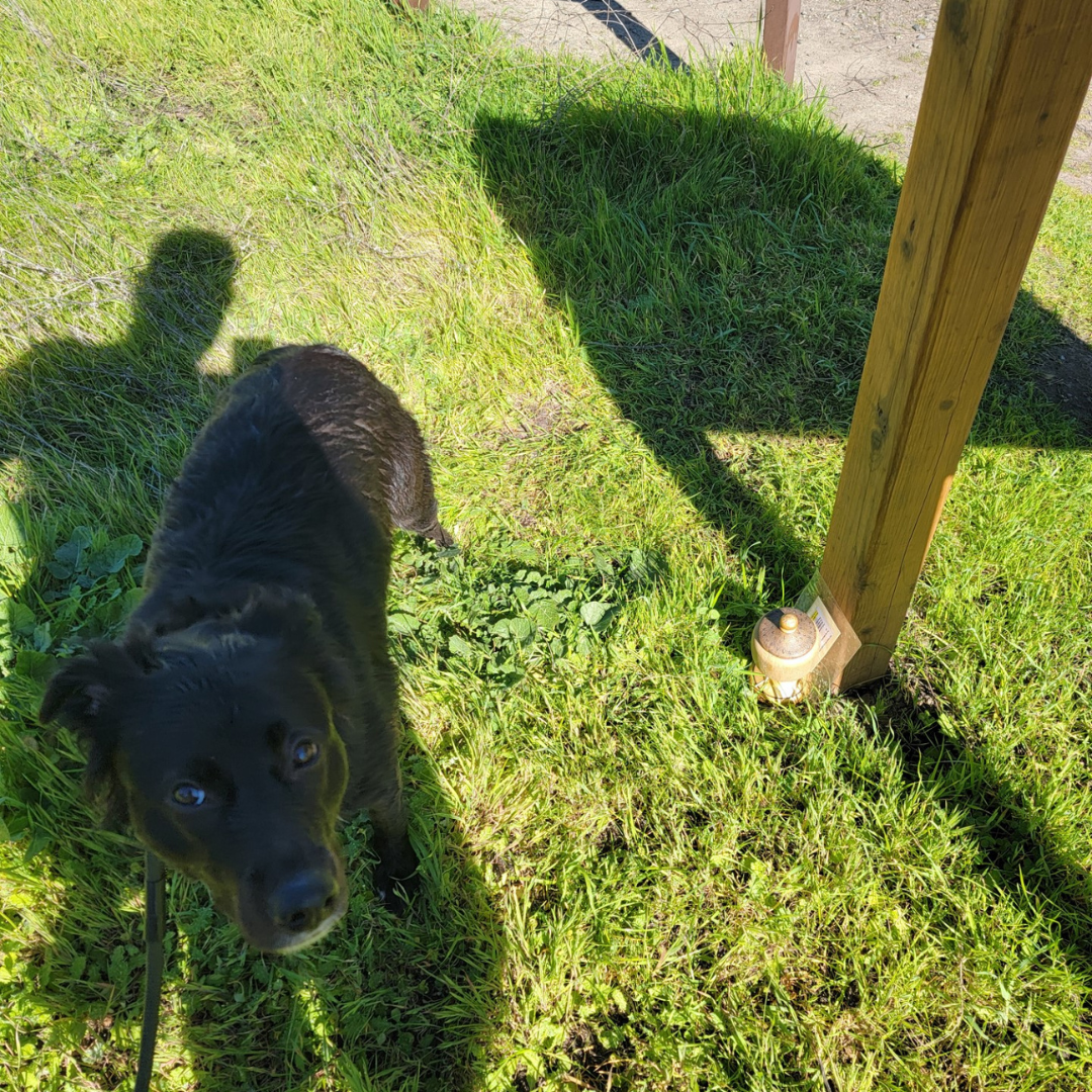 A dog looking up, wooden post, lamp on the ground, and shadows on grass.