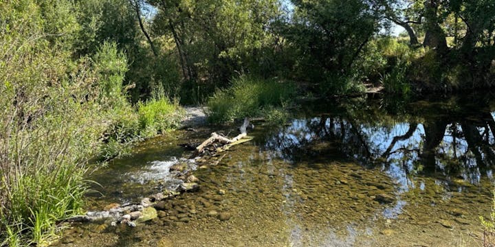 A serene creek surrounded by lush greenery, with trees reflecting on its calm surface.