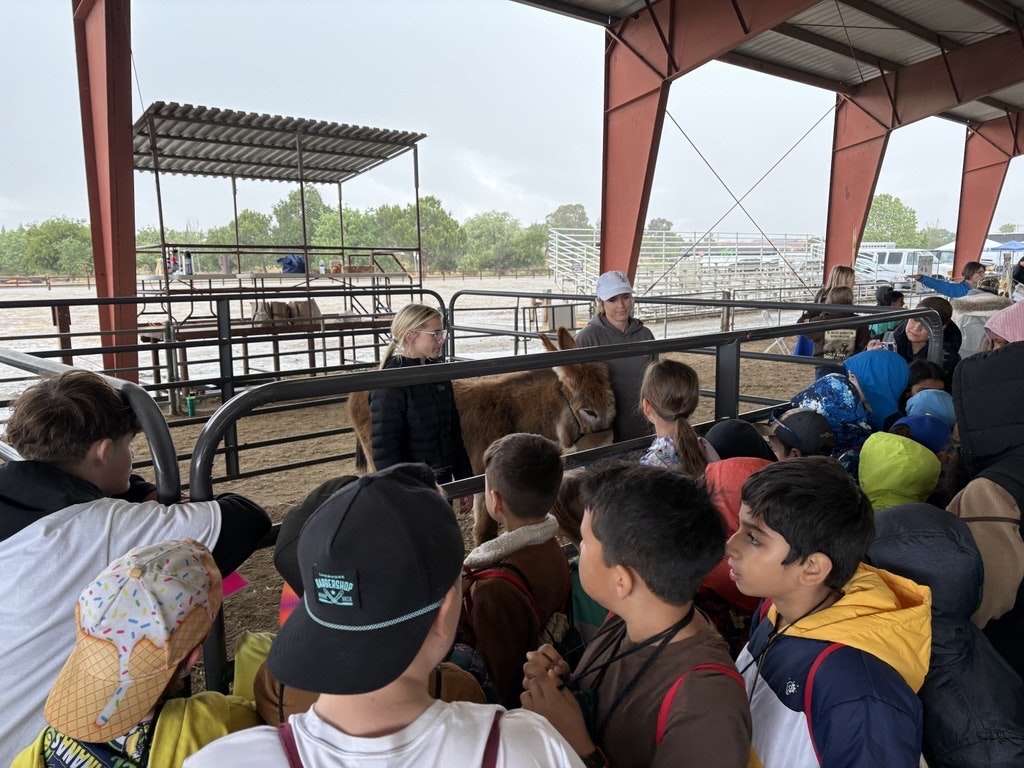 A group of kids is gathered under shelter, watching a woman interact with a cow at a farm during rainy weather.