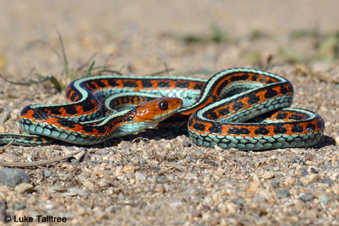 A colorful snake with orange, black, and blue stripes lies coiled on sandy ground.