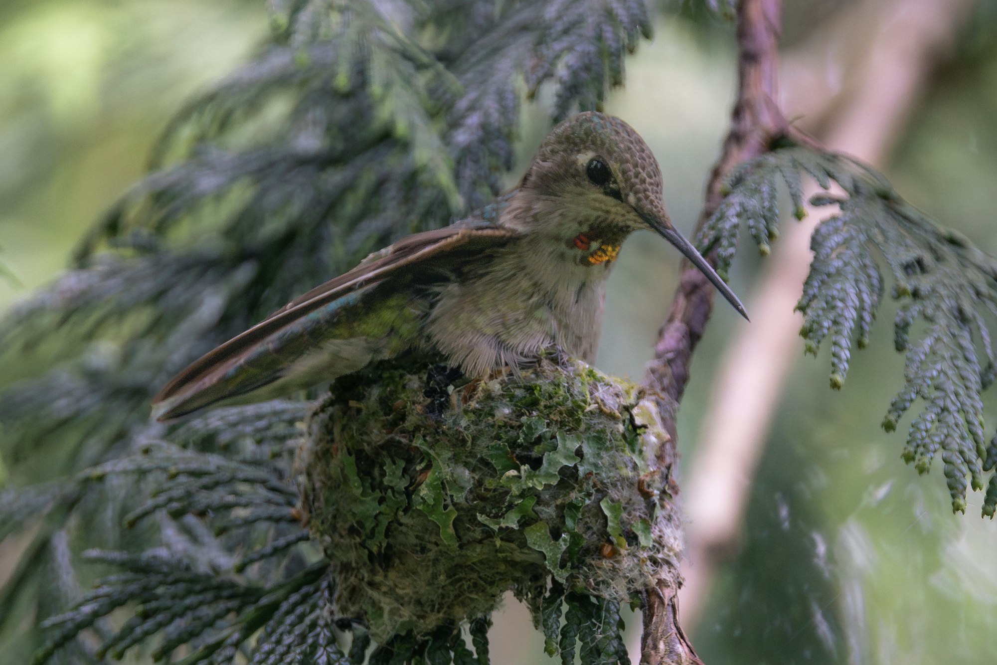 A hummingbird perched on its mossy nest among lush green foliage.