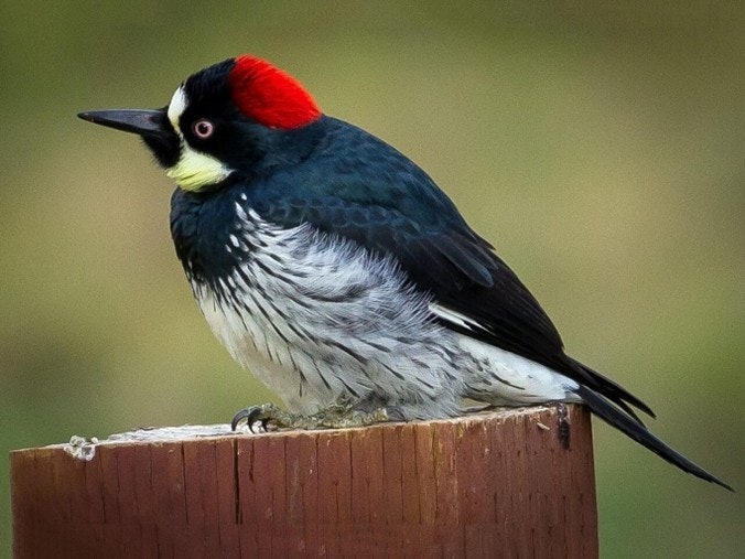 A striking bird with a black and white body, a red and black head, perched on a wooden post.