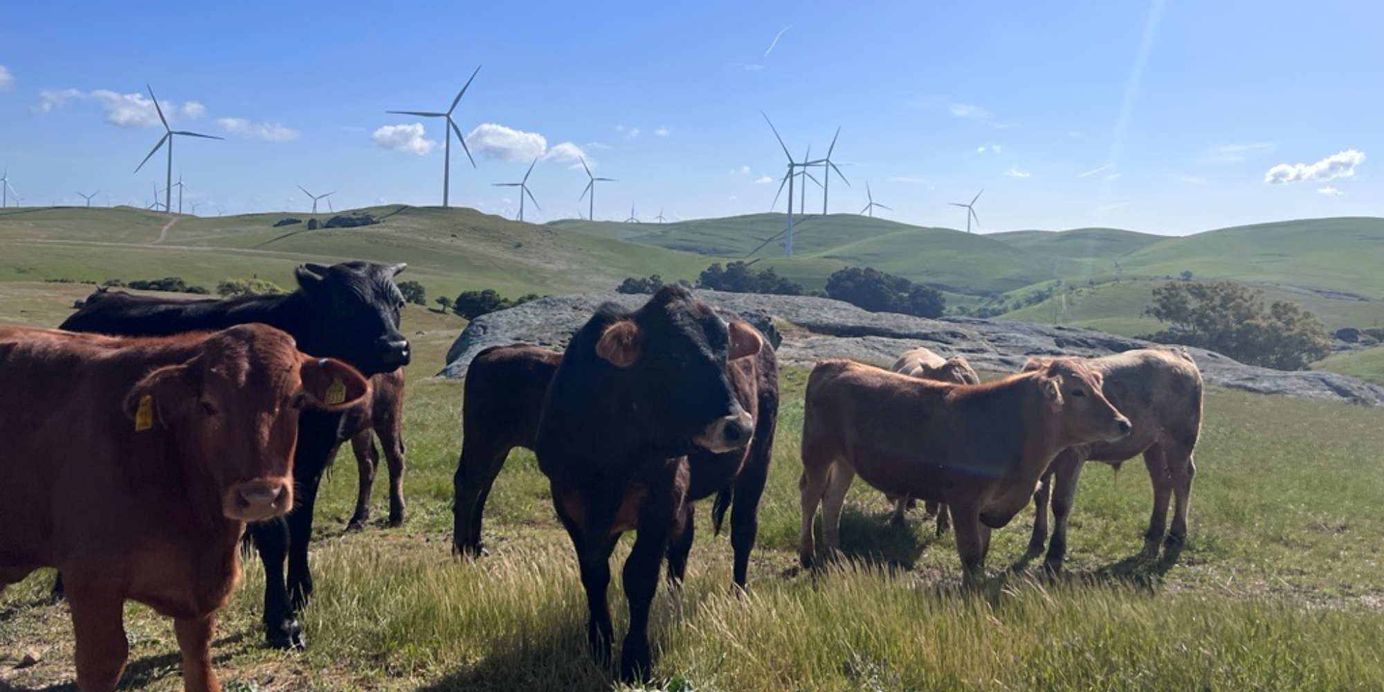 Cows grazing on grassy hills with wind turbines in the background under a clear blue sky.