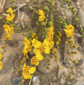 Yellow wildflowers with small petals on a sandy, rocky ground.