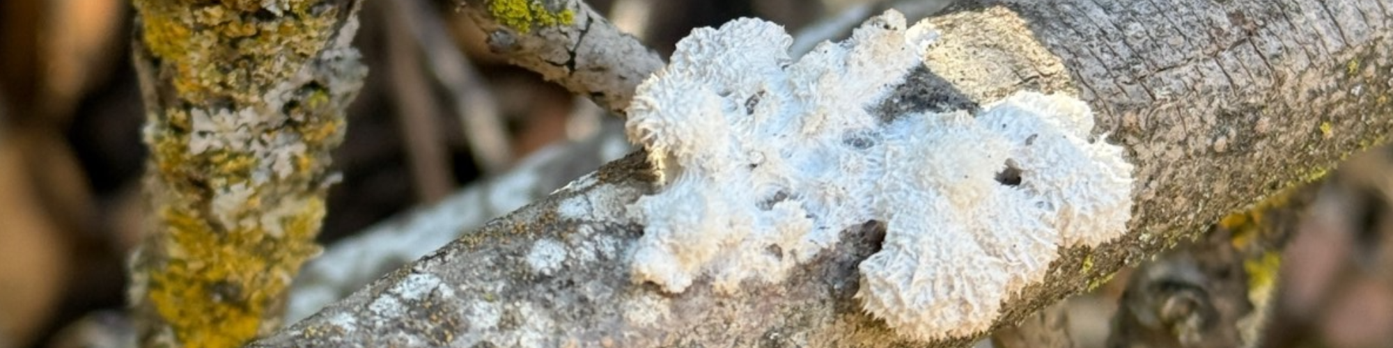 Tree branches with white lichen or fungus growth, and patches of yellow-green lichen.